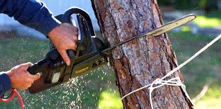 Best Tree Disease Treatment  in Brooksville, FL