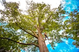 Best Lawn Maintenance Plans  in Brooksville, FL
