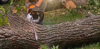 How Our Tree Care Process Works  in  Brooksville, FL
