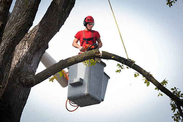 Best Tree Trimming and Pruning  in Brooksville, FL